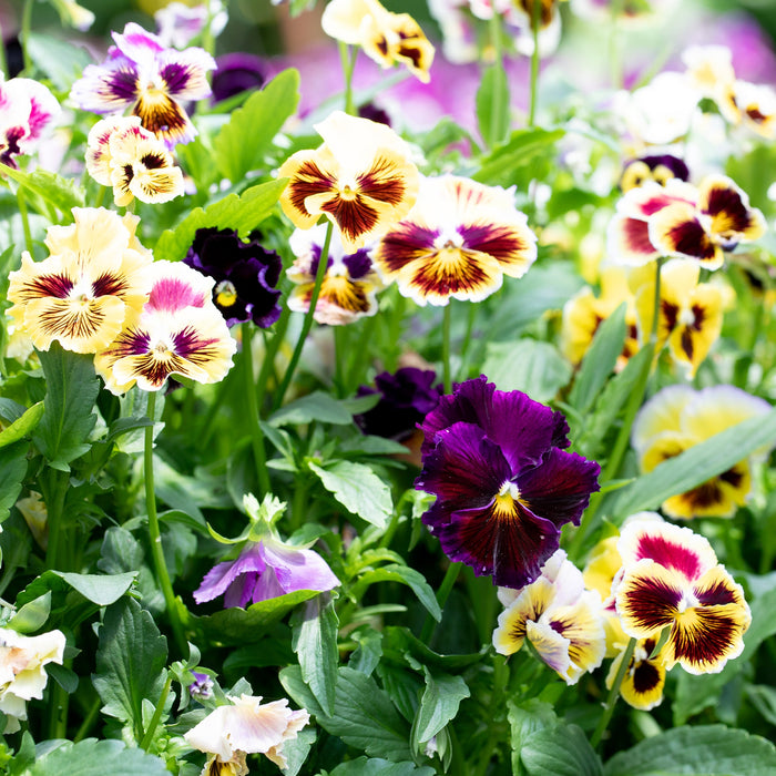 Pansy Rococo Frill Mix growing in the field