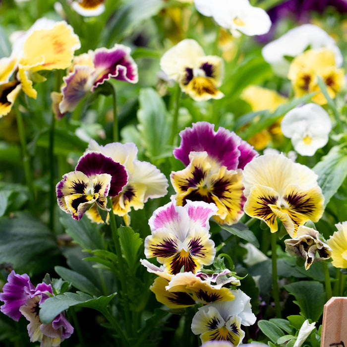 Pansy Rococo Frill Mix growing in the field