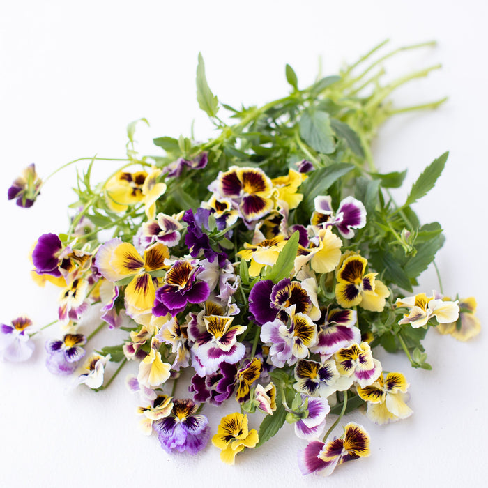 A bunch of Pansy Rococo Frill Mix
