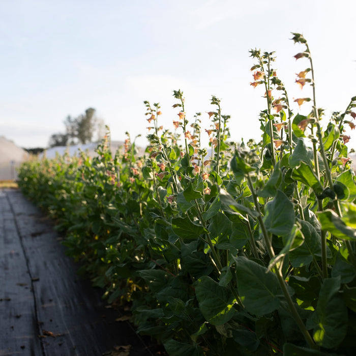 flowering tobacco peach screamer Flowering Tobacco Peach Screamer – Floret Library flowering tobacco peach screamer Flowering Tobacco Peach Screamer – Floret Library