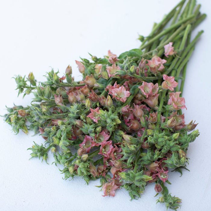 flowering tobacco peach screamer Flowering Tobacco Peach Screamer – Floret Library flowering tobacco peach screamer Flowering Tobacco Peach Screamer – Floret Library