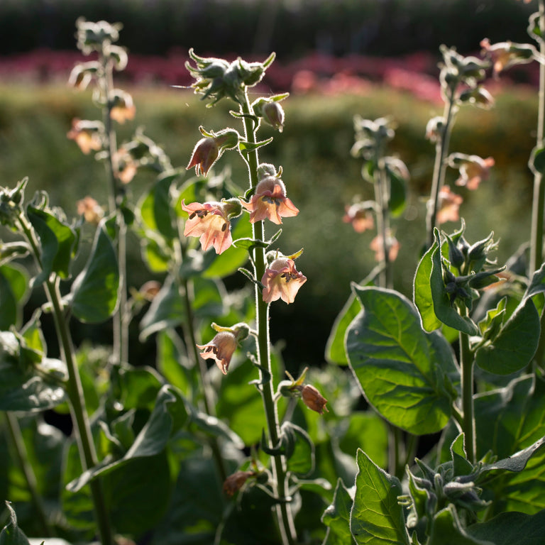 flowering tobacco peach screamer Flowering Tobacco Peach Screamer – Floret Library flowering tobacco peach screamer Flowering Tobacco Peach Screamer – Floret Library