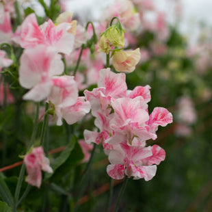 A close up of Sweet Pea Pearl Anniversary