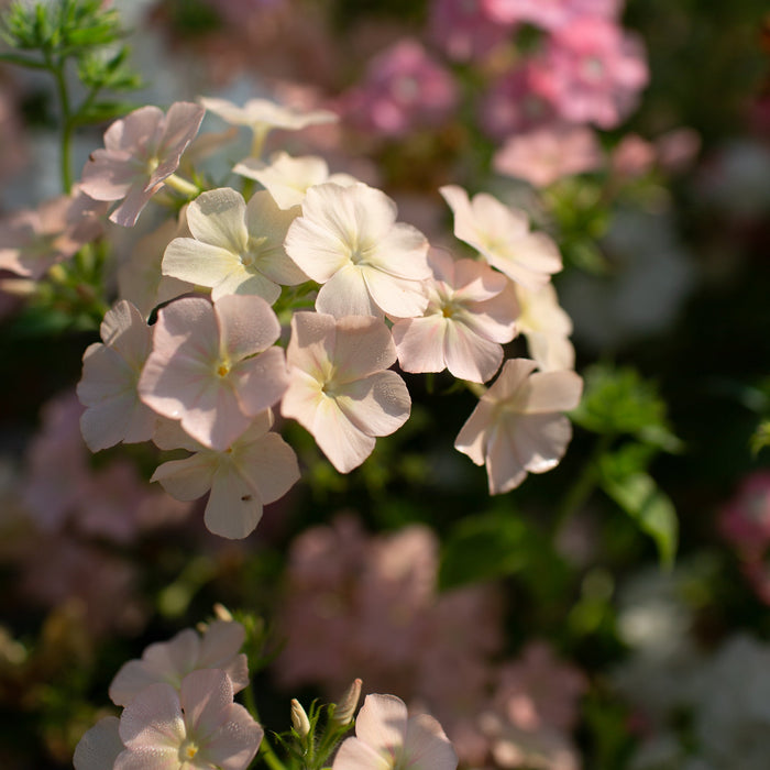 phlox seed to flower time Phlox Phlox of Sheep – Floret Library