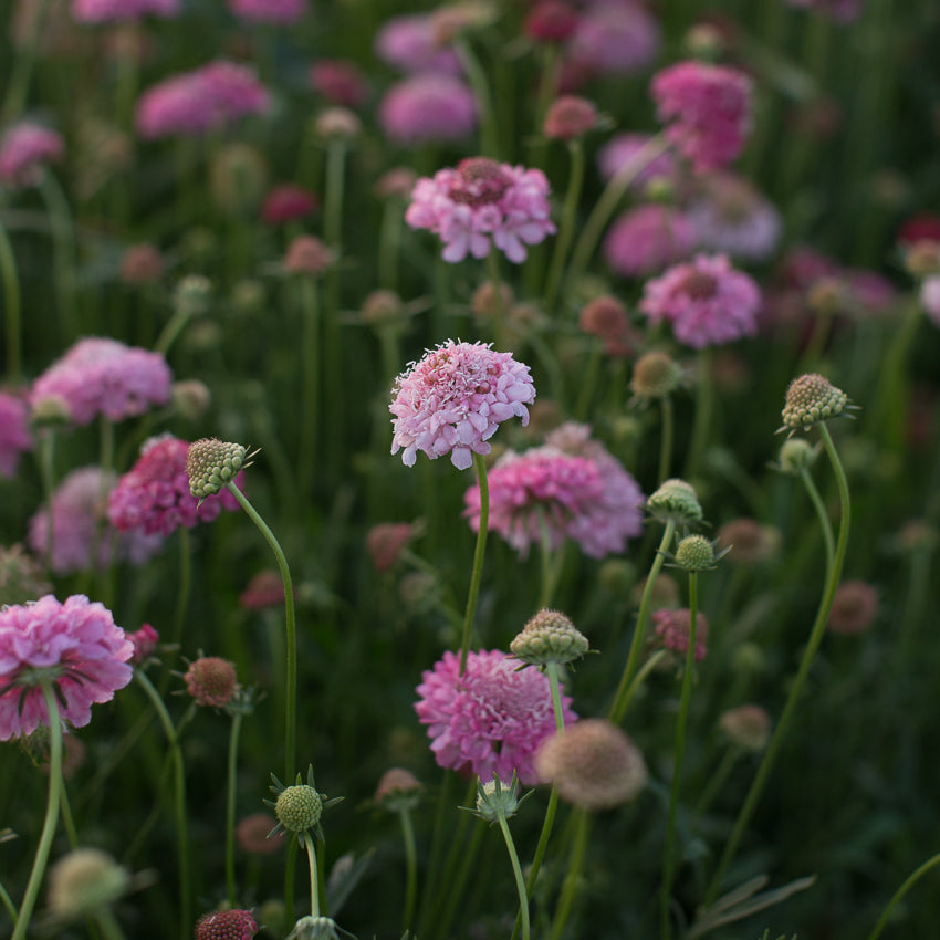 Pincushion Flower Salmon Queen Floret Library
