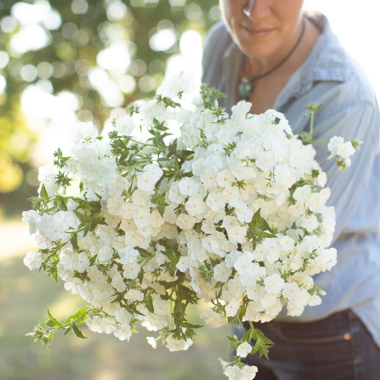 An armload of Phlox Whipped Cream