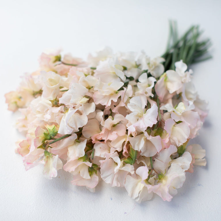 Get A Burst Of Color! 50+ Piggy Sue Sweet Pea Seeds For Your Garden - Easy To Grow, Multicolor Mix (USA Shipping, No Extra Cost)