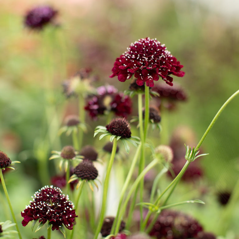 black knight succulent bloom Pincushion Flower Black Knight – Floret Library