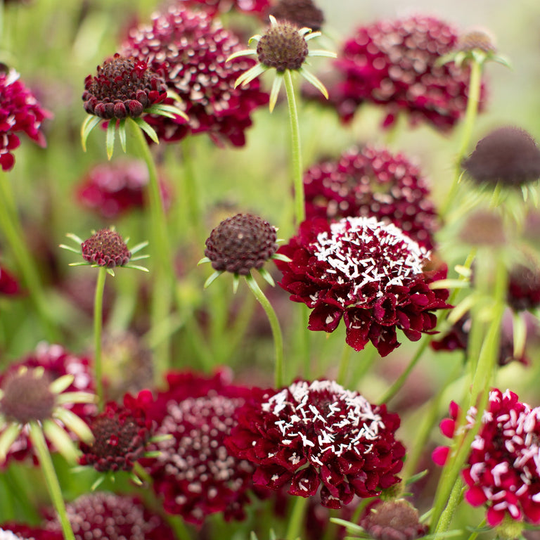 black knight succulent bloom Pincushion Flower Black Knight – Floret Library