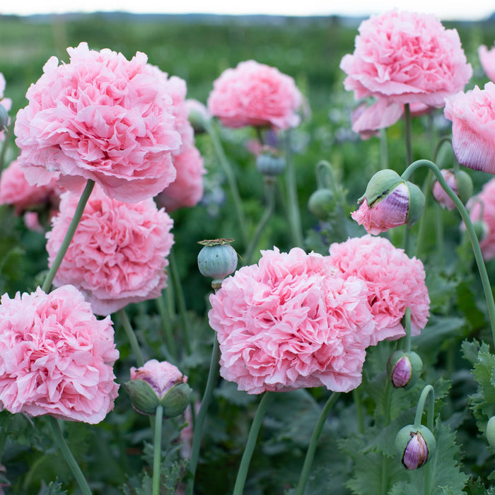 planting peony poppy seeds Breadseed Poppy Pink Peony – Floret Library