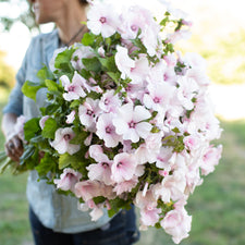 An armload of Lavatera Pink Regis