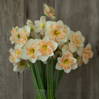 A bunch of Narcissus Pink Wonder