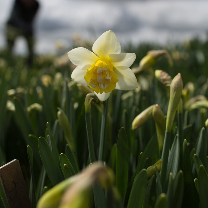 A close up of Narcissus Popeye