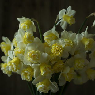 An overhead of Narcissus Popeye