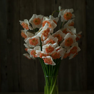 A bunch of Narcissus Precocious