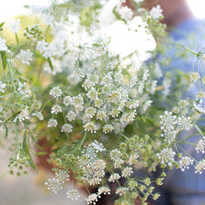 An armload of Queen Anne's Lace Queen of Africa