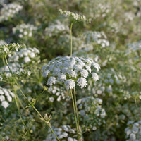 A close up of Queen Anne's Lace Queen of Africa
