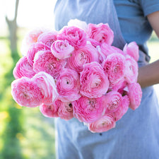An armload of Ranunculus Barby