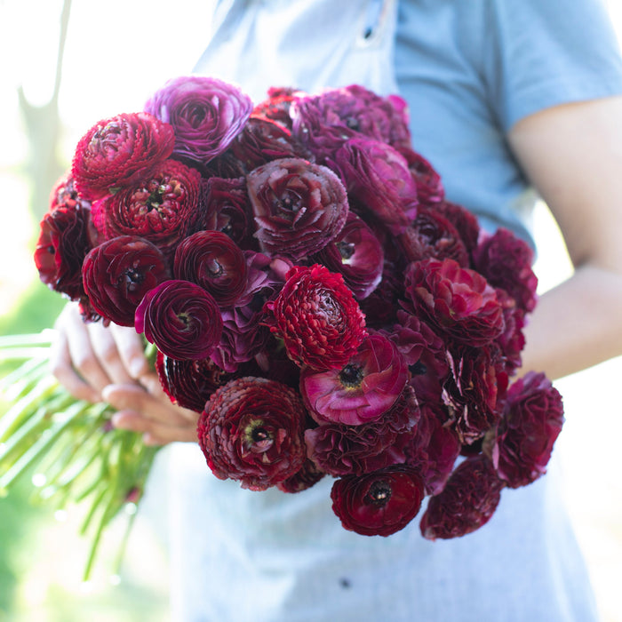 Dusty Red Ranunculus Red Ranunculus Bouquet
