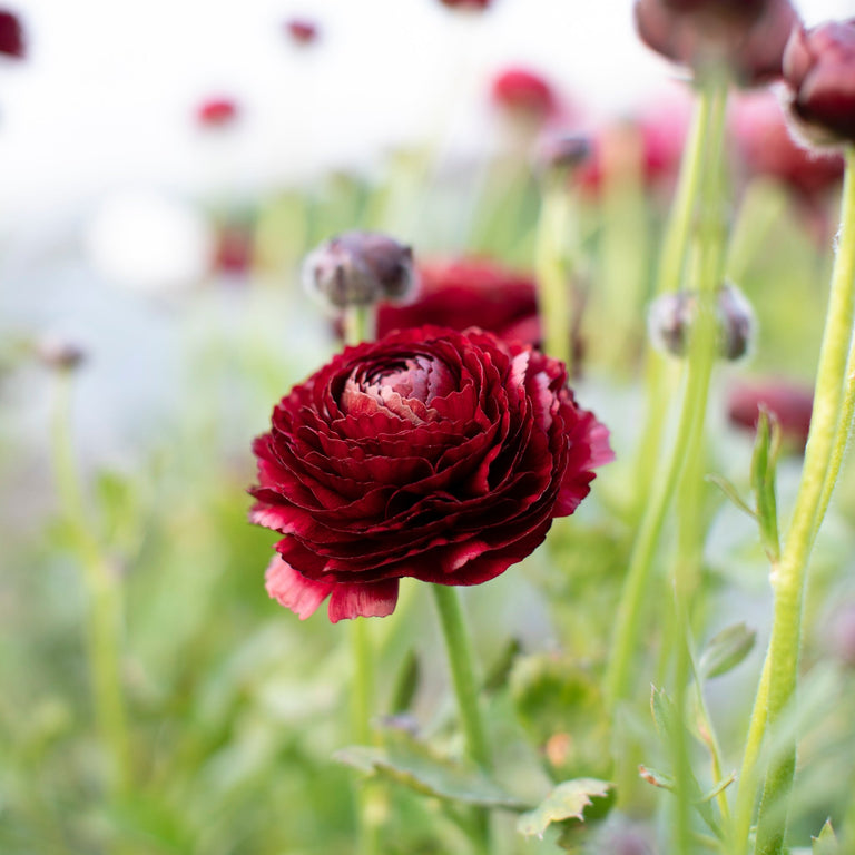 Ranunculus Amandine Black – Floret Library