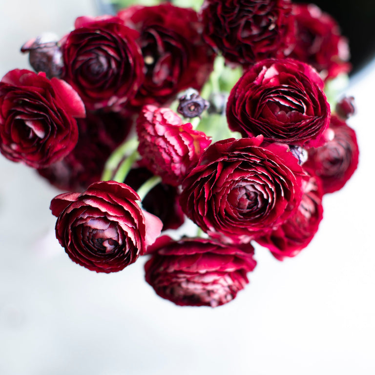 Ranunculus Amandine Black – Floret Library