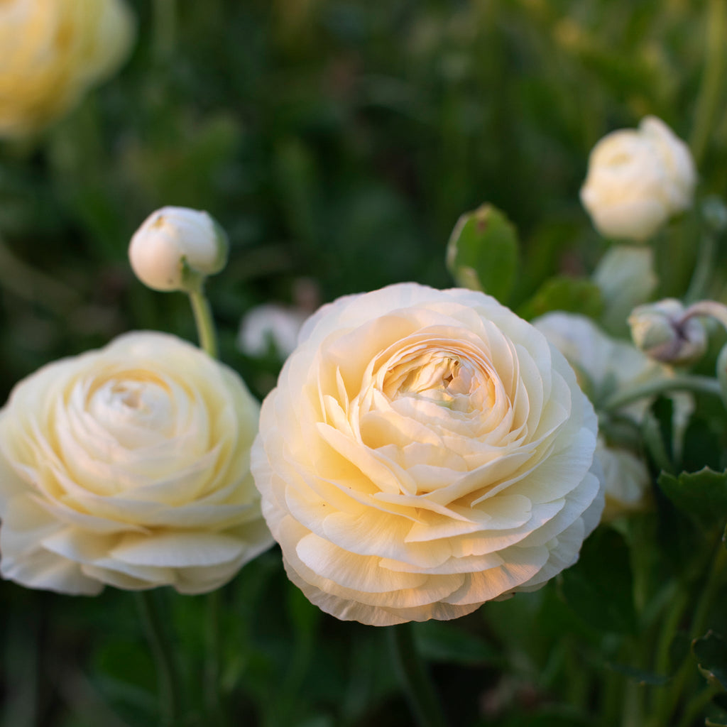 Ranunculus Amandine Cream – Floret Library