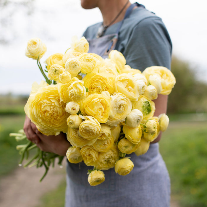 Ranunculus Amandine Cream – Floret Library