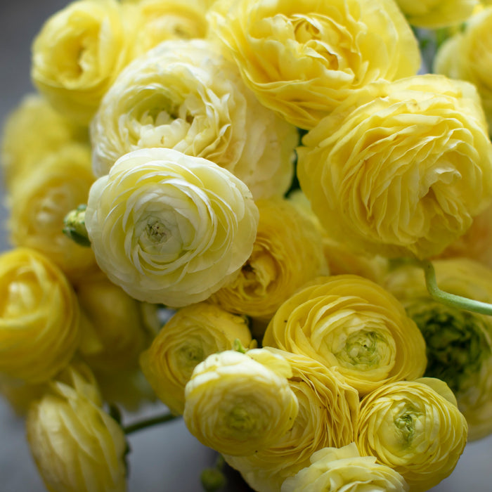 Ranunculus Amandine Cream – Floret Library