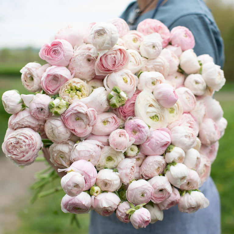 An armload of Ranunculus Chamallow