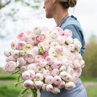 An armload of Ranunculus Chamallow