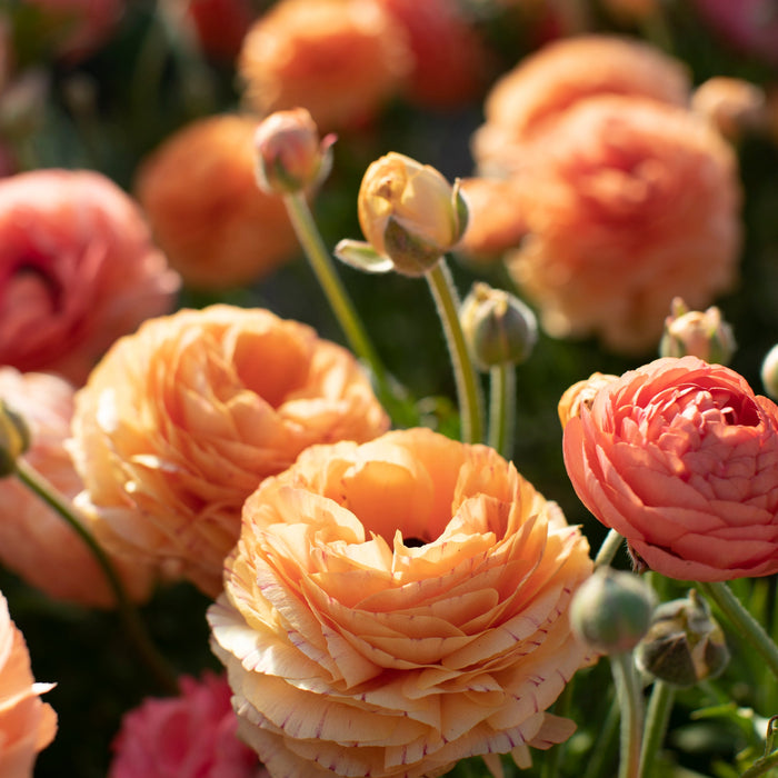Champagne Ranunculus Ranunculus La Belle Champagne – Floret Library