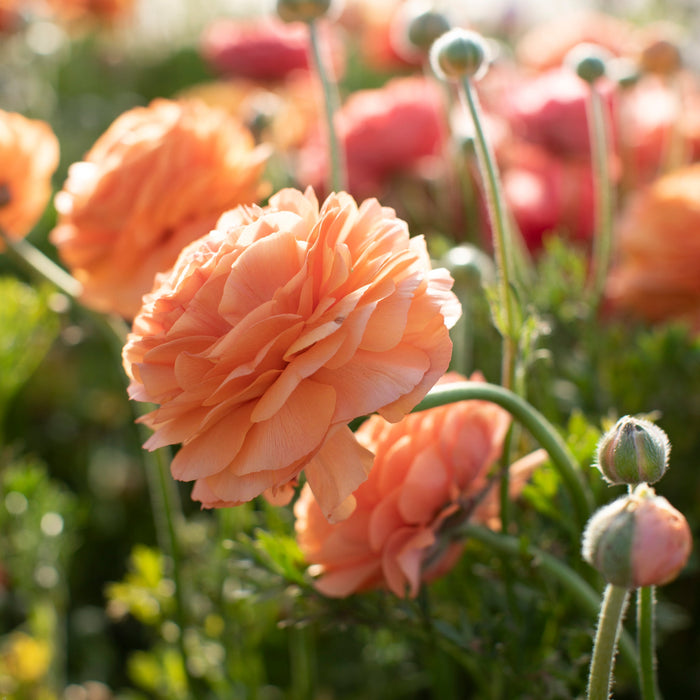 Champagne Ranunculus Ranunculus La Belle Champagne – Floret Library