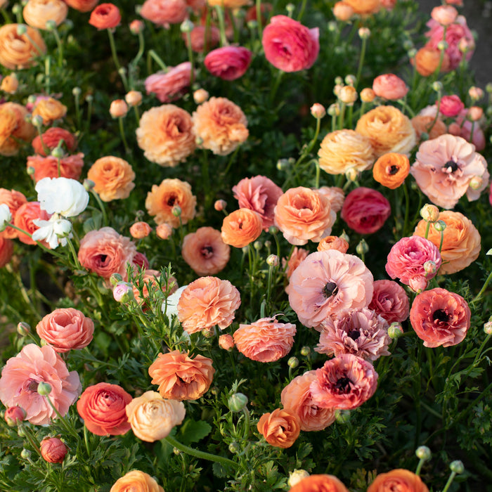 Champagne Ranunculus Ranunculus La Belle Champagne – Floret Library