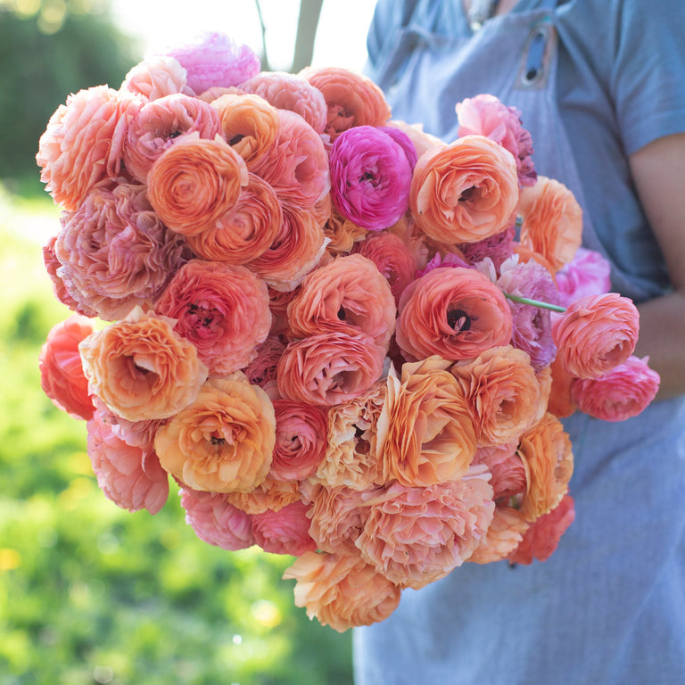 An armload of Ranunculus Champagne