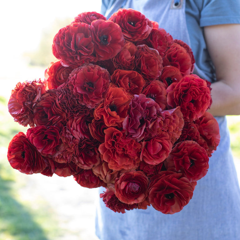 An armload of Ranunculus Chocolate