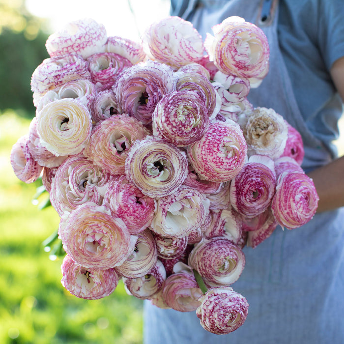 An armload of Ranunculus White Picotee