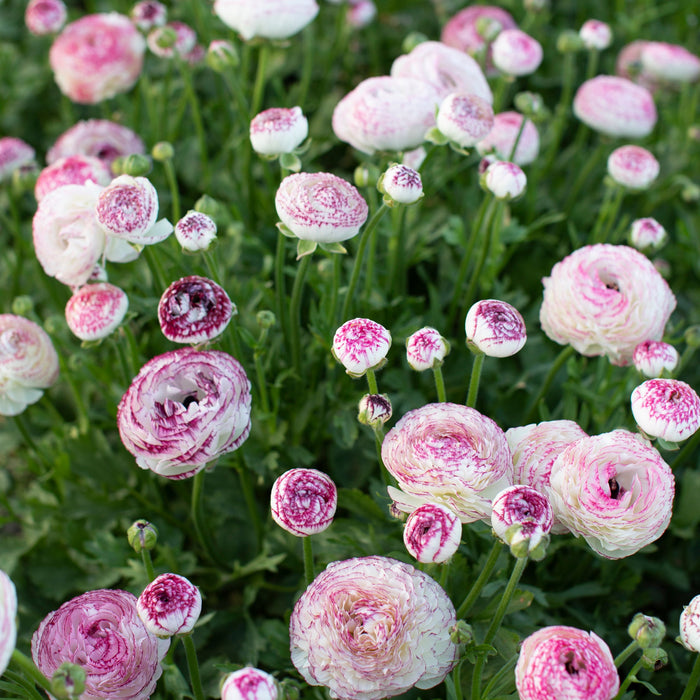 Ranunculus White Picotee growing in the field
