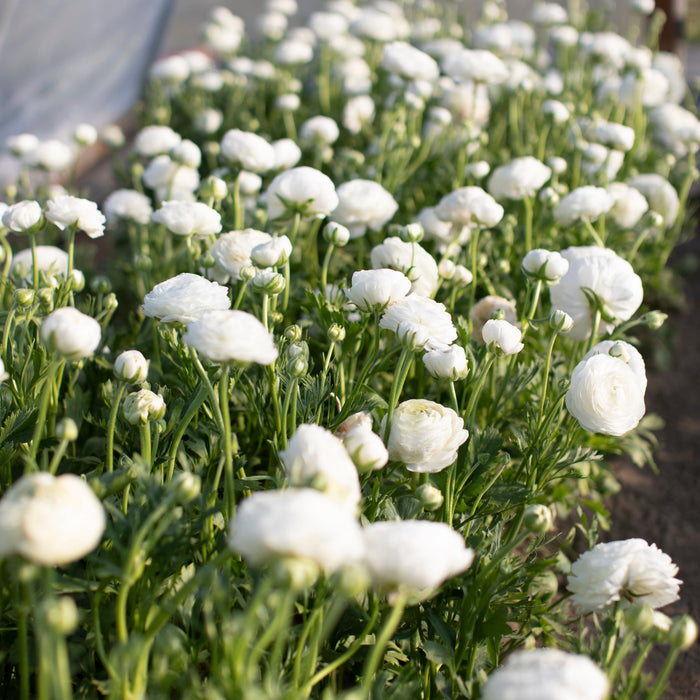 Ranunculus White growing in the field