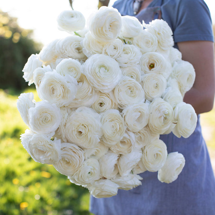 An armload of Ranunculus White