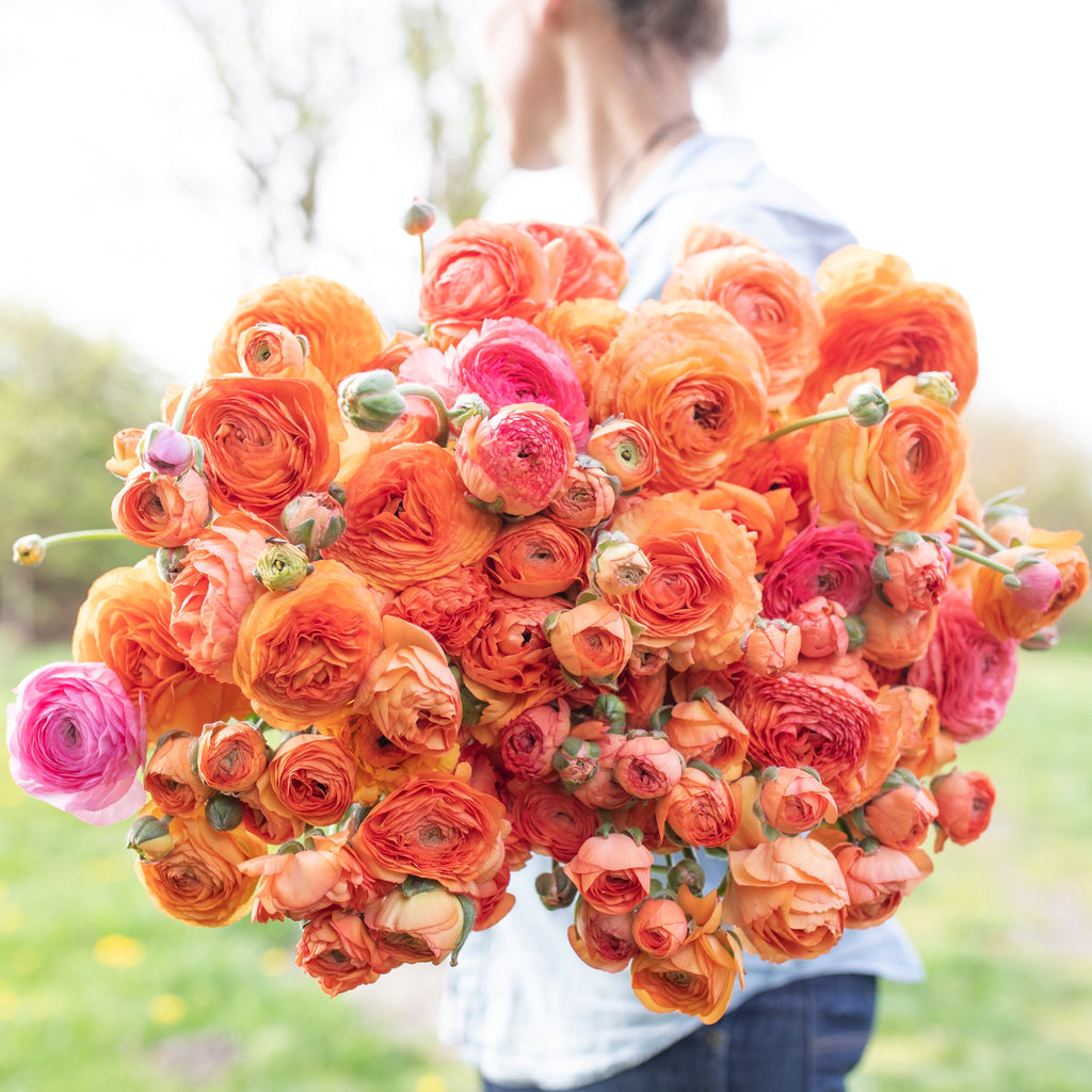 Rannunculus Rococo Peach Ranunculus