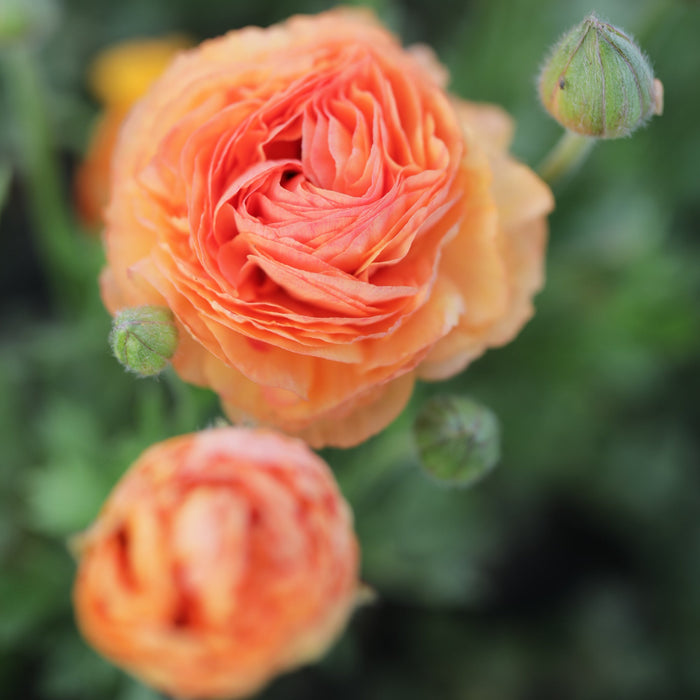 70s Ranunculus Ranunculus Amandine Salmon – Floret Library