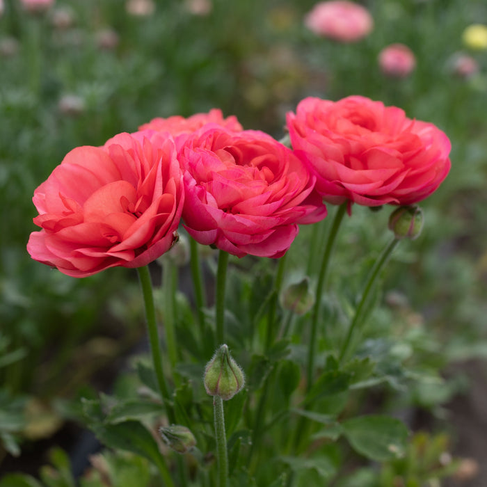 Champagne Ranunculus Ranunculus La Belle Champagne – Floret Library