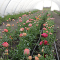 Ranunculus Champagne growing in the field