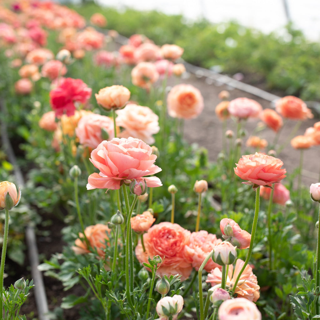 Champagne Ranunculus Ranunculus La Belle Champagne – Floret Library
