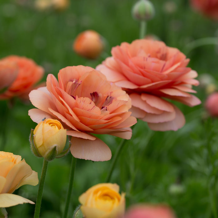 Champagne Ranunculus Ranunculus La Belle Champagne – Floret Library