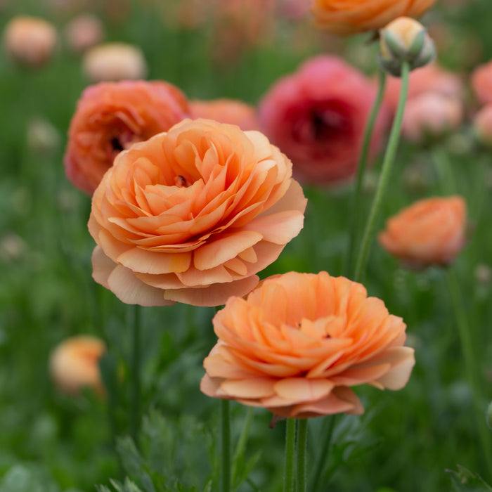 Champagne Ranunculus Ranunculus La Belle Champagne – Floret Library