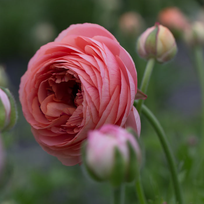 Champagne Ranunculus Ranunculus La Belle Champagne – Floret Library
