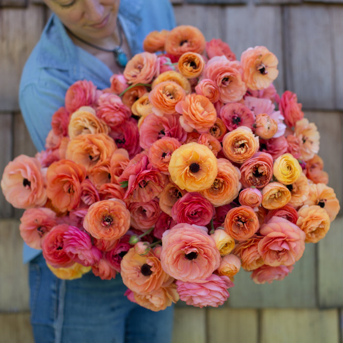 Champagne Ranunculus Ranunculus La Belle Champagne – Floret Library
