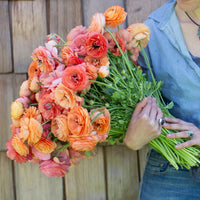 An armload of Ranunculus Champagne