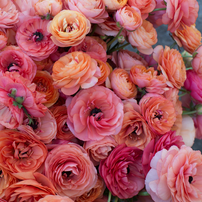 An overhead of Ranunculus Champagne